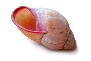 Shell