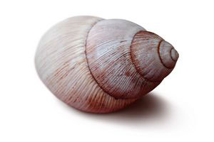 Shell