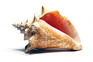 Shell